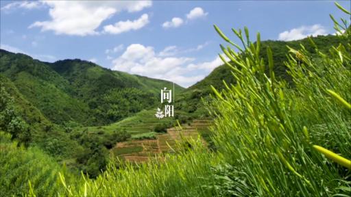 《盛夏有晴天》｜向阳而生，生长出遍地希望