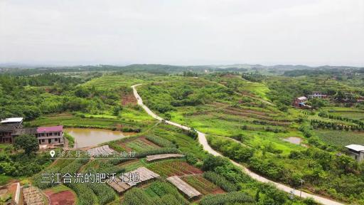 致富经生姜_致富经仔姜种植技术_致富经生姜种植技术视频