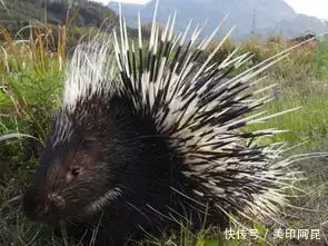 农村创业好项目，在家试试这几个小生意，据了解还不错