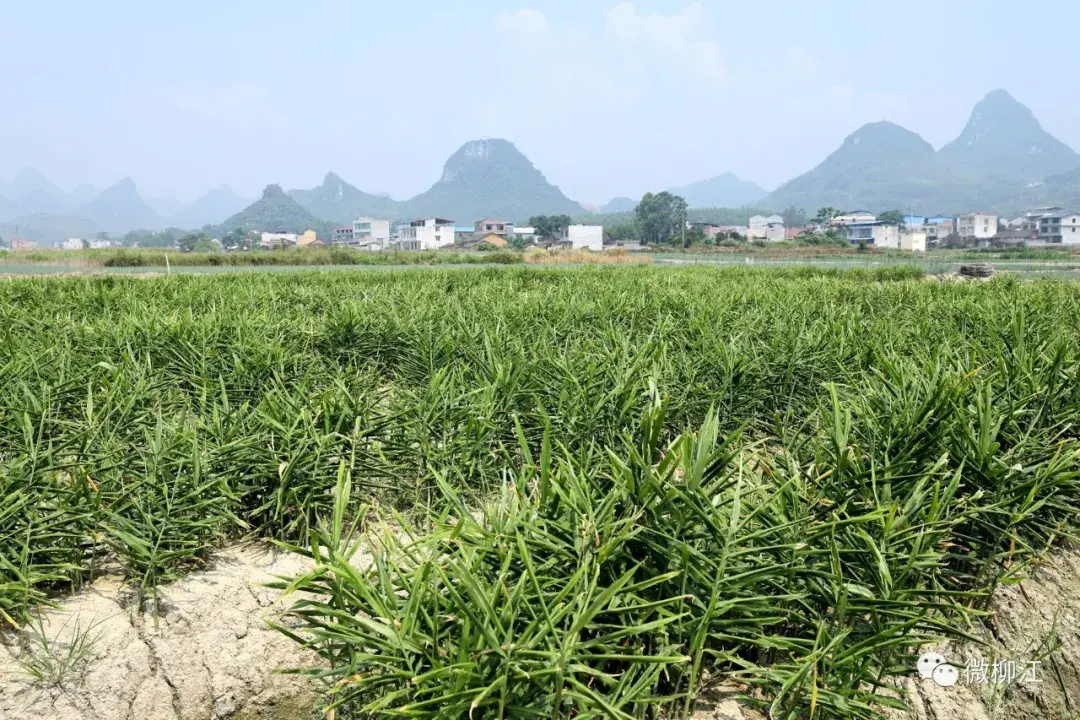 致富经生姜_仔姜种植经济效益_致富经仔姜种植技术