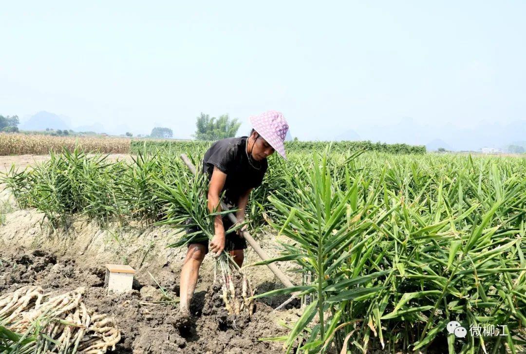 致富经仔姜种植技术_致富经生姜_仔姜种植经济效益