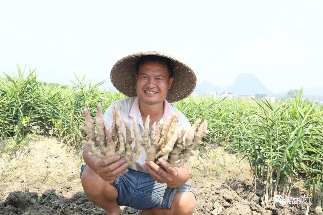 致富经仔姜种植技术_致富经生姜_仔姜种植经济效益