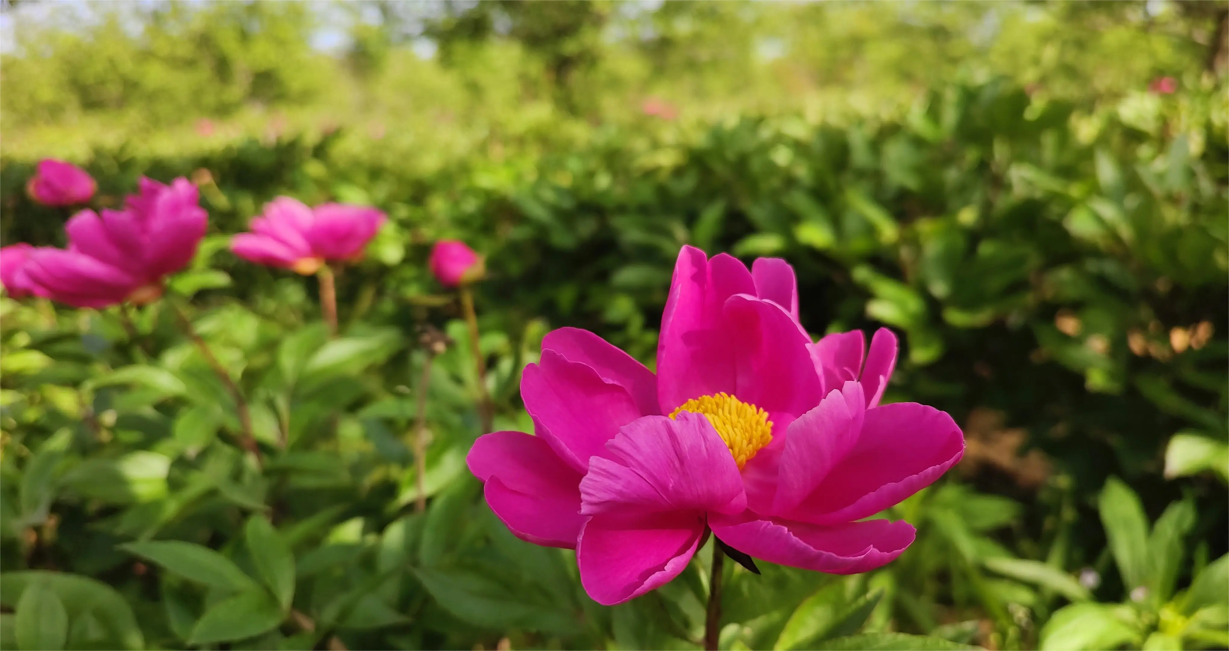 确山县税务局：芍药开出致富花 药材铺就振兴路