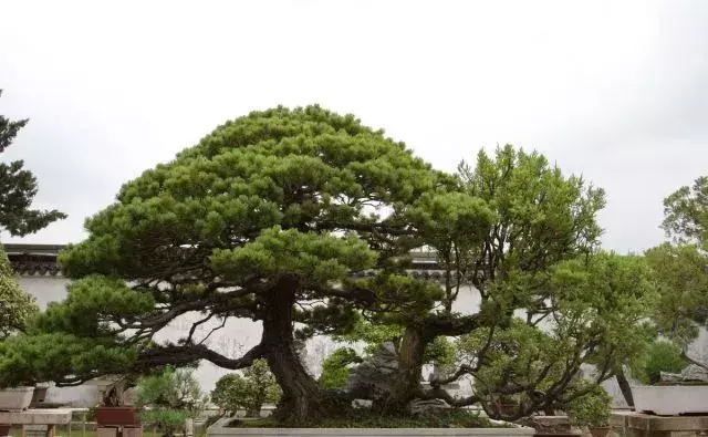 罗汉松树种植技术_罗汉松大树如何种植_种植树技术罗汉松视频教程