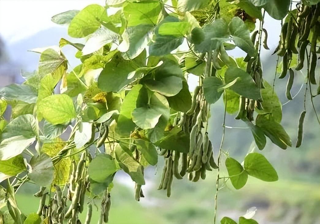 农家人种植一种豆子，一株能收成几箩筐，食用时要泡几天，营养高