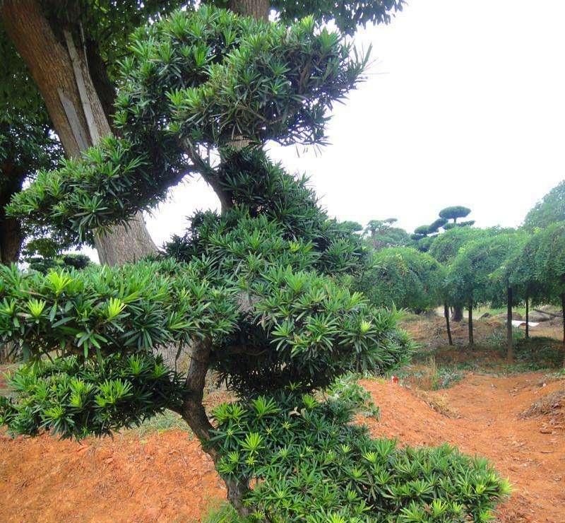 种植树技术罗汉松视频教程_罗汉松树种植技术_种植树技术罗汉松技术要点