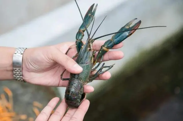 致富经澳洲淡水大龙虾养殖_澳洲淡水龙虾致富经_澳洲淡水小龙虾致富经