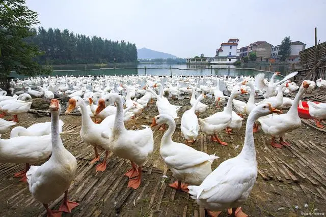 养殖鹅需要什么条件？农村养鹅需要哪些养殖技术