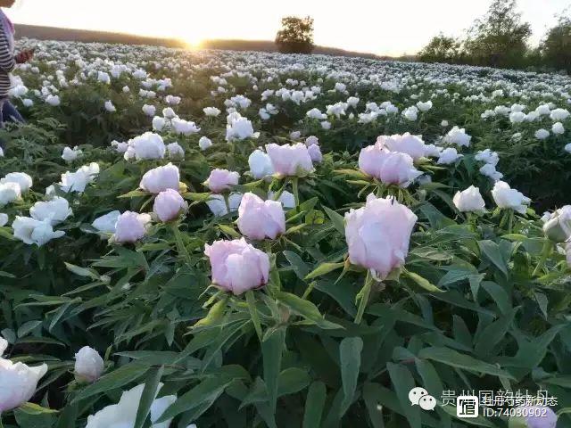 【贵州牡丹】高价买苗，无人回收，农业种植骗局为何层出不穷？