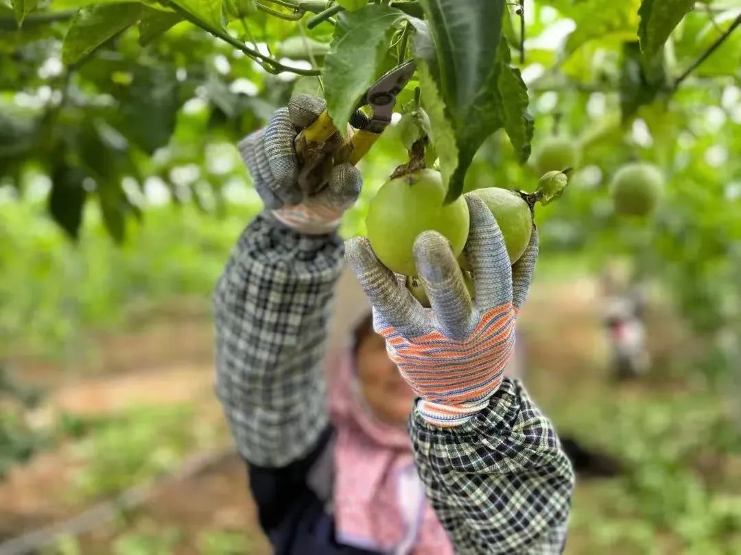 致富经种植绿色食品_致富种植食品绿色植物_致富种植食品绿色发展