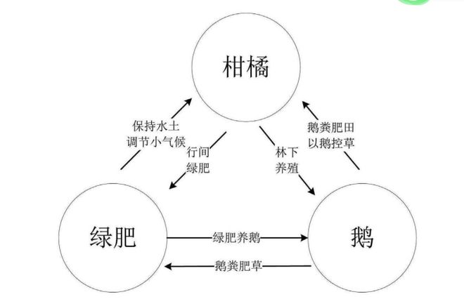 广西“柑橘-绿肥-鹅”立体种养模式探索