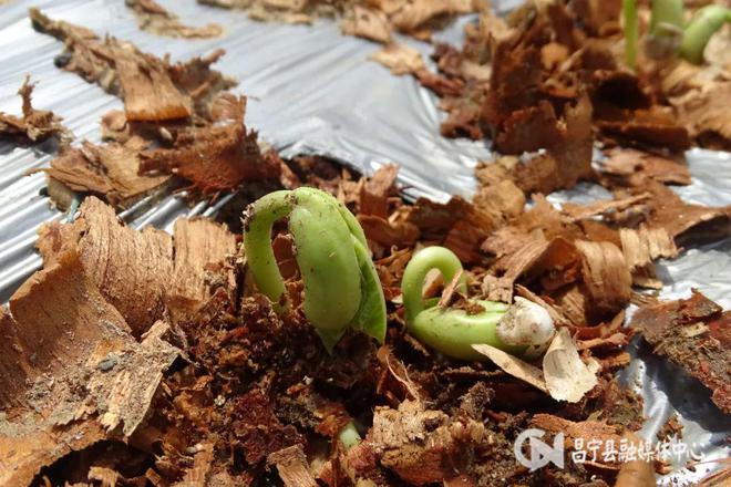 种豆养殖致富_致富经豆制品_致富经豆苗生产