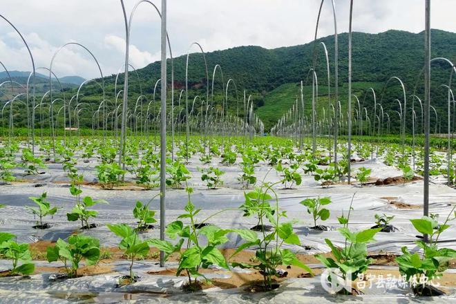 种豆养殖致富_致富经豆苗生产_致富经豆制品