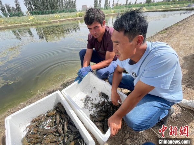 澳洲淡水龙虾致富经_澳洲淡水小龙虾致富经_致富经澳洲淡水大龙虾养殖