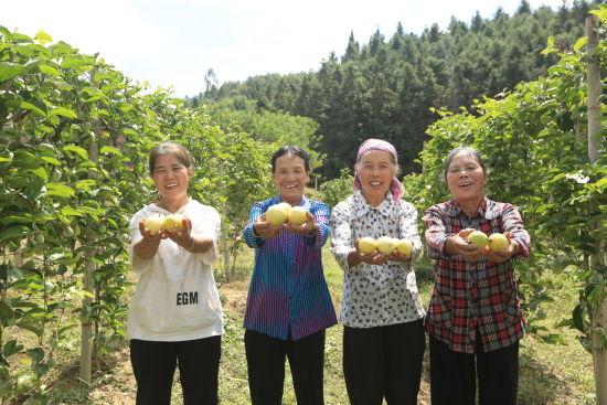 湖南桂阳：荒山结出“黄金果” 果农收获“甜蜜经济”