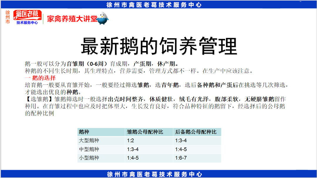 鹅养殖技术视频教程_养殖养鹅技术视频_养鹅视频大全技术