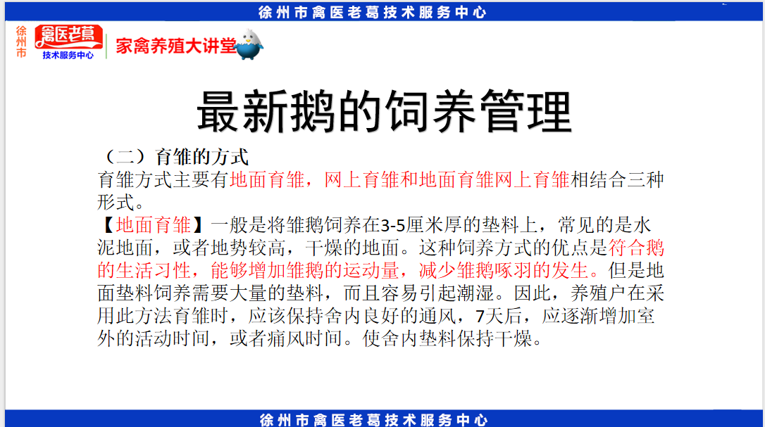 养殖养鹅技术视频_鹅养殖技术视频教程_养鹅视频大全技术