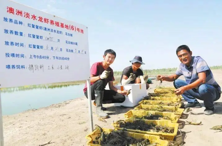 全国“最美公务员”臧运东：跨越山海，他带着龙虾在南疆大漠“安家”