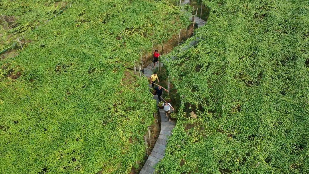 绿色食品种植基地广告_致富经种植绿色食品_种植致富业