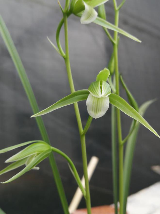 兰花栽培视频_兰花批量种植技术_成批种植兰花技术