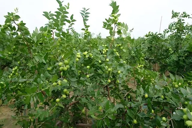 枣树种植时间和方法是什么，枣树种植后多久能结果？