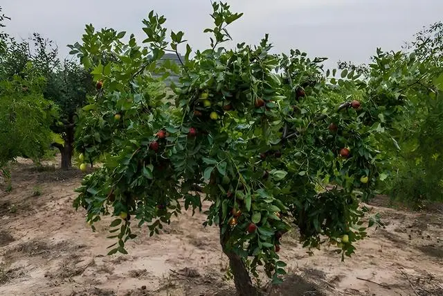 三农致富种植枣树_致富三农种植枣树视频_种植枣树赚钱吗