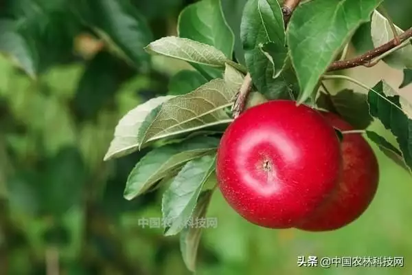 致富盆栽苹果图片_致富经盆栽苹果_苹果盆栽