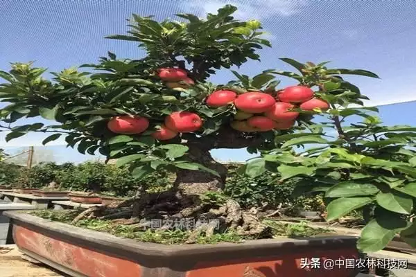 苹果盆栽_致富盆栽苹果图片_致富经盆栽苹果