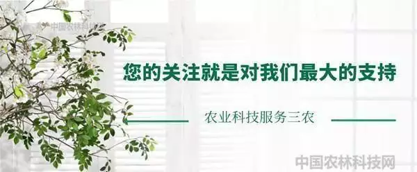 致富经盆栽苹果_致富盆栽苹果图片_苹果盆栽