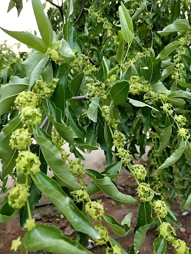 种植枣树赚钱吗_致富三农种植枣树视频_三农致富种植枣树