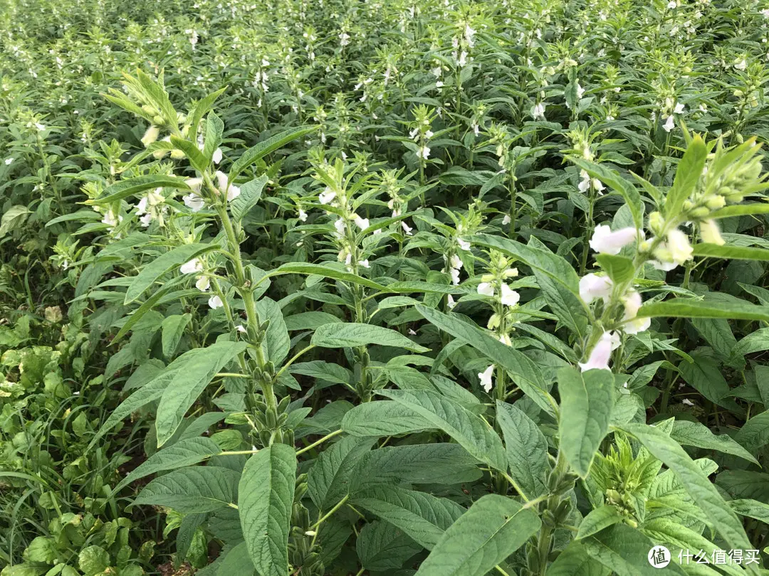 马上立秋了，这5种廉价蔬菜多买点，晒成干菜冬天吃，炖肉特别香