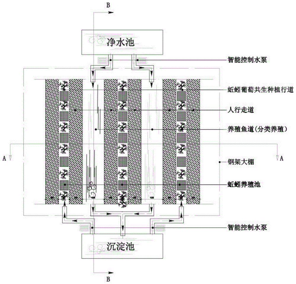 一种鱼、葡萄、蚯蚓生态循环种养系统及种养方法与流程