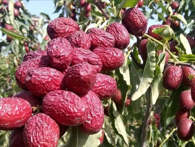 大枣种植的技术是什么，这样种植可以实现优质和高产