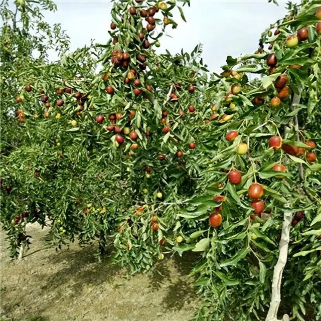 三农致富种植枣树_农广天地枣树种植视频_种植枣树效益怎么样