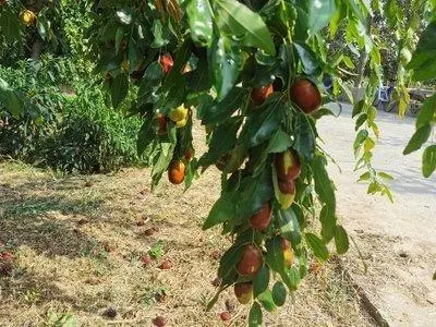 三农致富种植枣树_种植枣树效益怎么样_农广天地枣树种植视频