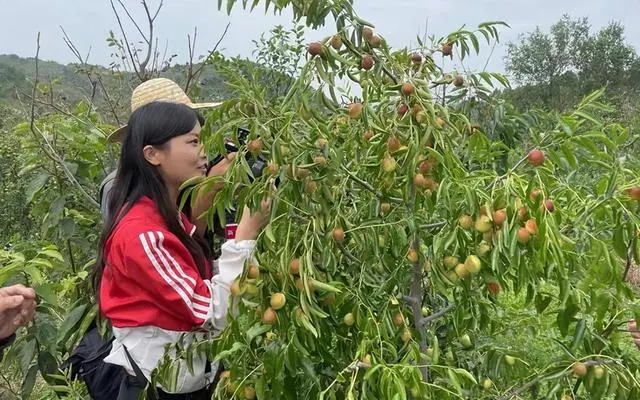 农广天地枣树种植视频_种植枣树效益怎么样_三农致富种植枣树