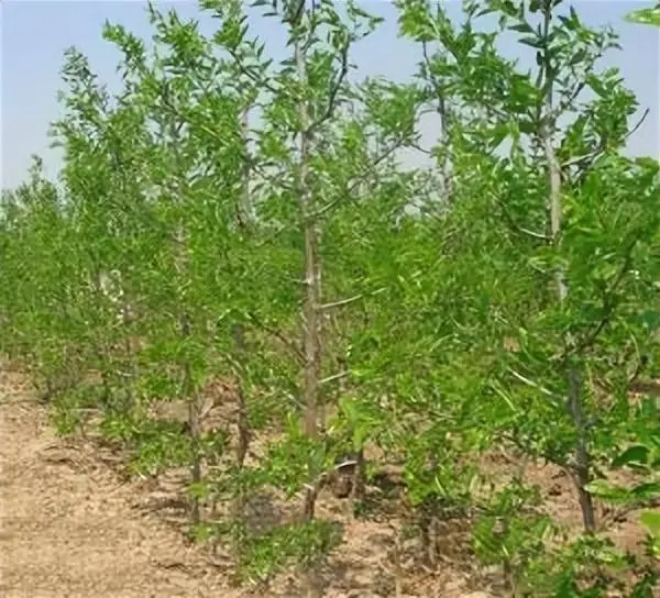 三农致富种植枣树_农广天地枣树种植视频_种植枣树效益怎么样