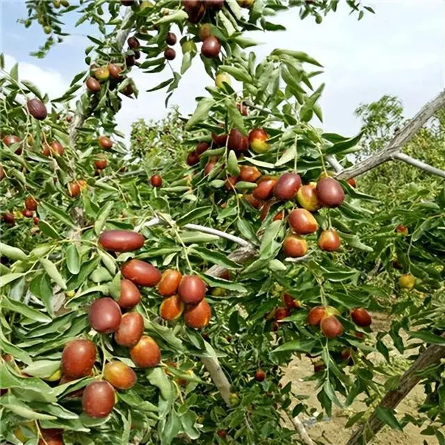 三农致富种植枣树_农广天地枣树种植视频_种植枣树效益怎么样