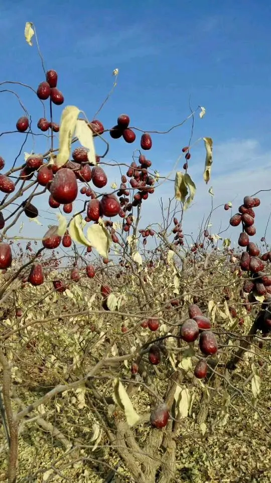 农广天地枣树种植视频_三农致富种植枣树_种植枣树效益怎么样