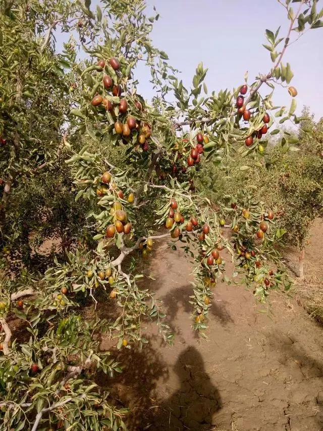 种植枣树效益怎么样_农广天地枣树种植视频_三农致富种植枣树