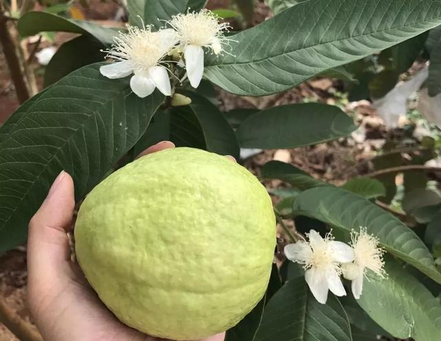 视频石榴种植技术教程_石榴种植方法视频_石榴种植技术视频