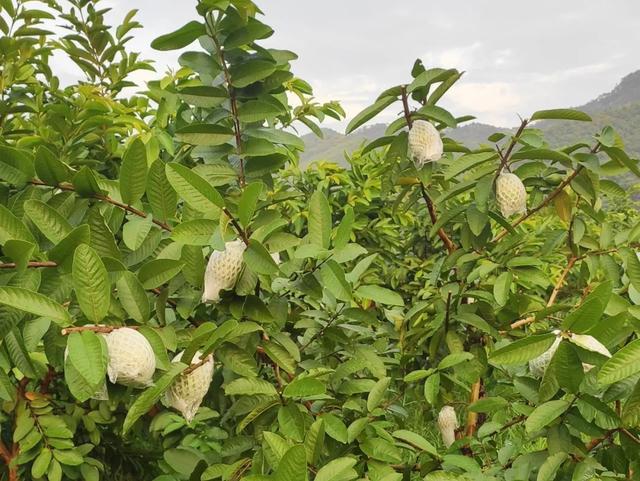 石榴种植方法视频_石榴种植技术视频_视频石榴种植技术教程