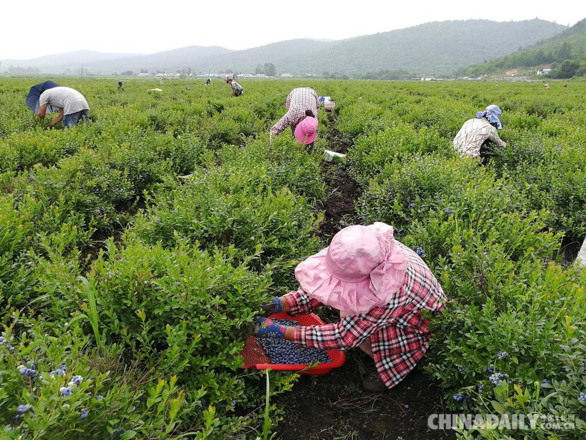 安图县：小小蓝莓果 铺就致富路