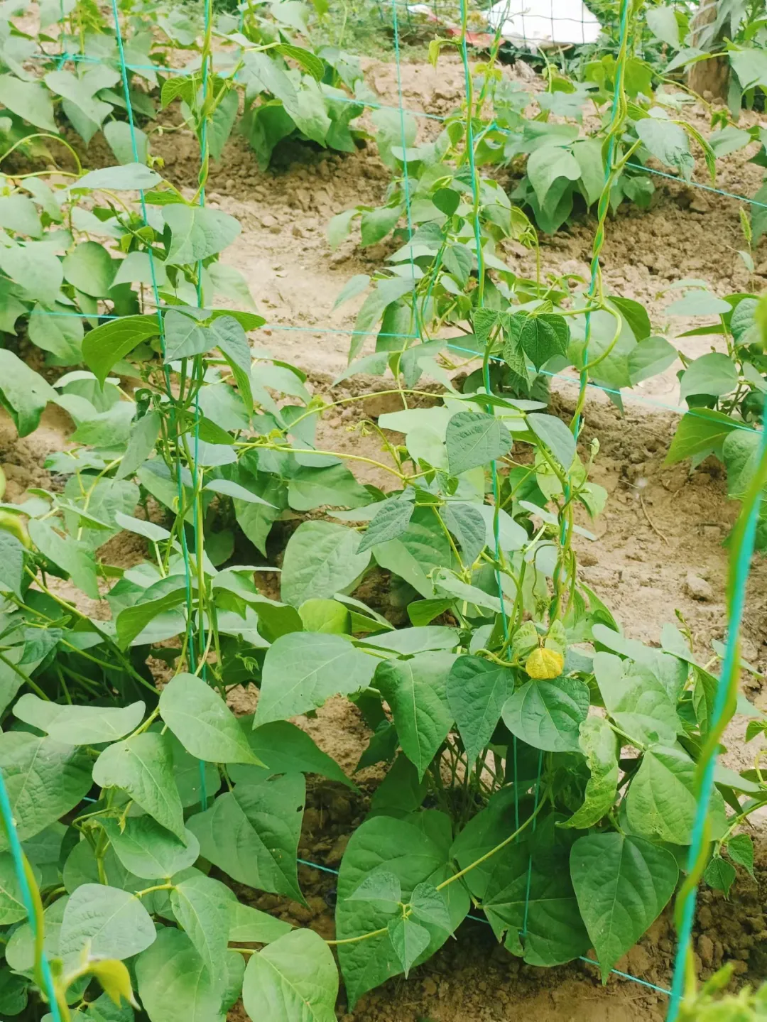 北方春季豆角种植时间和方法_北方春季豆角种植技术_北方豆角几月份播种最适合