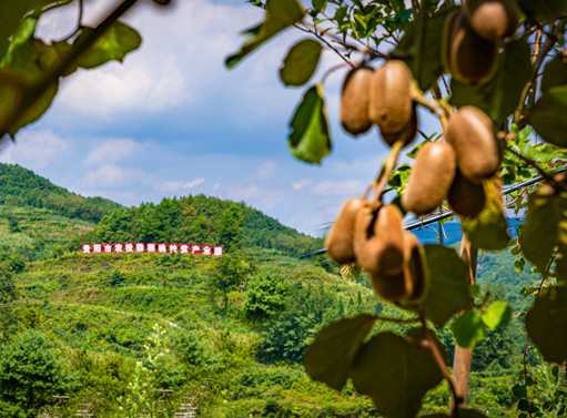 贵阳农投集团：荒山种出“致富果”撑起绿色大产业