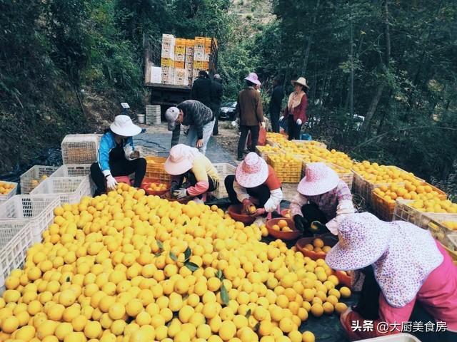 三农致富种植枣树_农广天地枣树种植视频_枣树种植利润