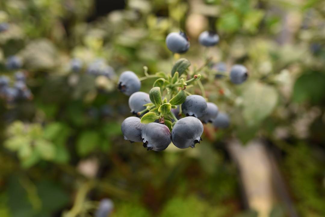 致富经蓝莓种植潘大胆_致富经蓝莓_致富经蓝莓3个月300万