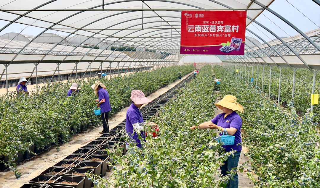 致富经蓝莓3个月300万_致富经蓝莓_致富经蓝莓种植潘大胆