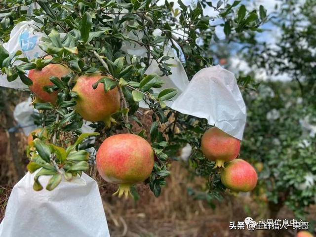 石榴种植视频教程_视频石榴种植技术教程_石榴种植技术视频