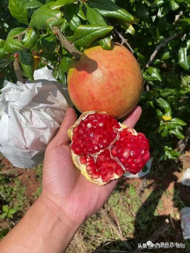 视频石榴种植技术教程_石榴种植视频教程_石榴种植技术视频